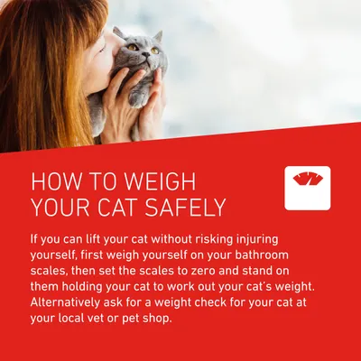 Instructions on how to weigh your cat safely using bathroom scales or by asking for a weight check at your local vet or pet shop.