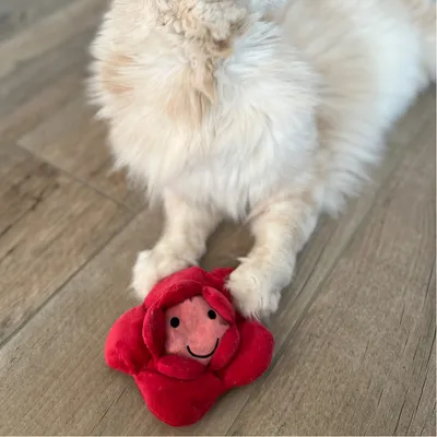Giocattolo di peluche rosso a forma di fiore con volto sorridente, su pavimento in legno. Zampe anteriori di un animale chiaro visibili.