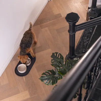 Chien mangeant dans une gamelle posée sur un tapis noir, à côté d'une autre gamelle vide, sur un sol en bois clair près d'un escalier intérieur.