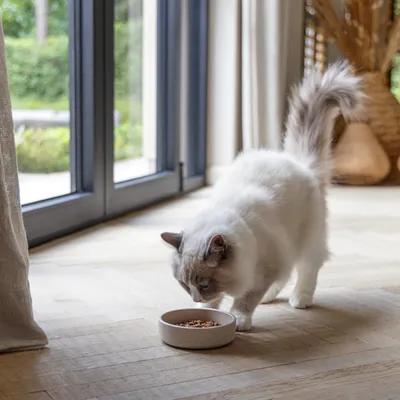 Witte kat eet uit een bak met droogvoer in een lichte kamer met houten vloer en grote ramen.