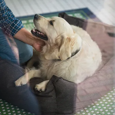Hund liegt in einem grauen Hundebett, während eine Person ihn am Hals krault.