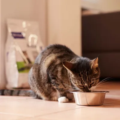 Gato comiendo de un cuenco de acero inoxidable, al fondo hay una bolsa de comida para gatos. Gato comiendo de un cuenco de acero inoxidable, al fondo hay una bolsa de comida para gatos.