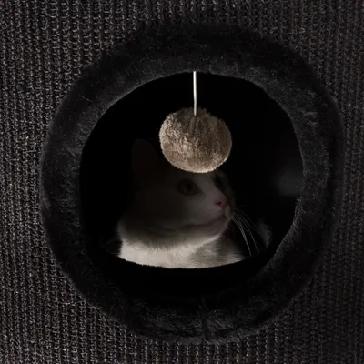 Cat inside a round, dark fabric hideaway with a hanging plush ball toy at the entrance, demonstrating use of the enclosed pet furniture.