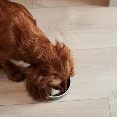 Hond eet uit een voerbak met droogvoer op een lichte houten vloer. Hond eet uit een voerbak met droogvoer op een lichte houten vloer.