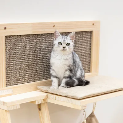 Katzenmöbel aus Holz mit Sisal-Kratzfläche und gepolsterter Liegefläche. Graue Katze sitzt auf der Liegefläche.
