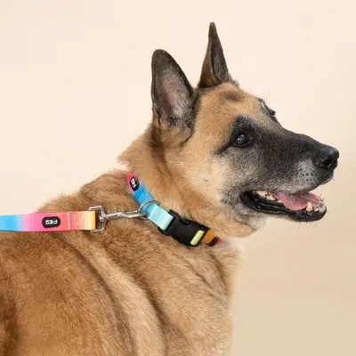 TIAKI obroża Rainbow