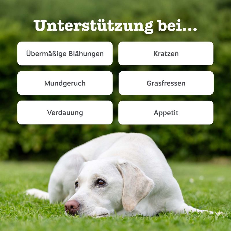 Zesty Paws Probiotic Chews Kürbis