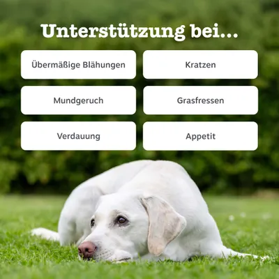 Zesty Paws Probiotic Chews Kürbis