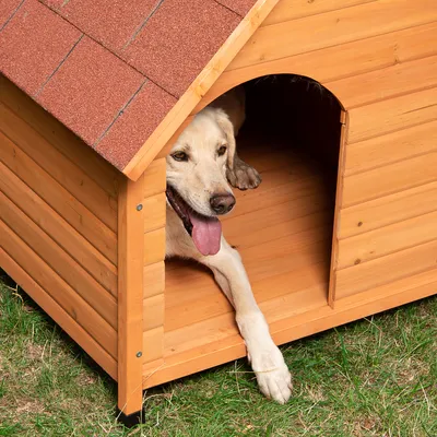 Hondenhok van hout met rood dak, hond ligt ontspannen binnen en kijkt naar buiten. Geschikt voor buitengebruik op gras.