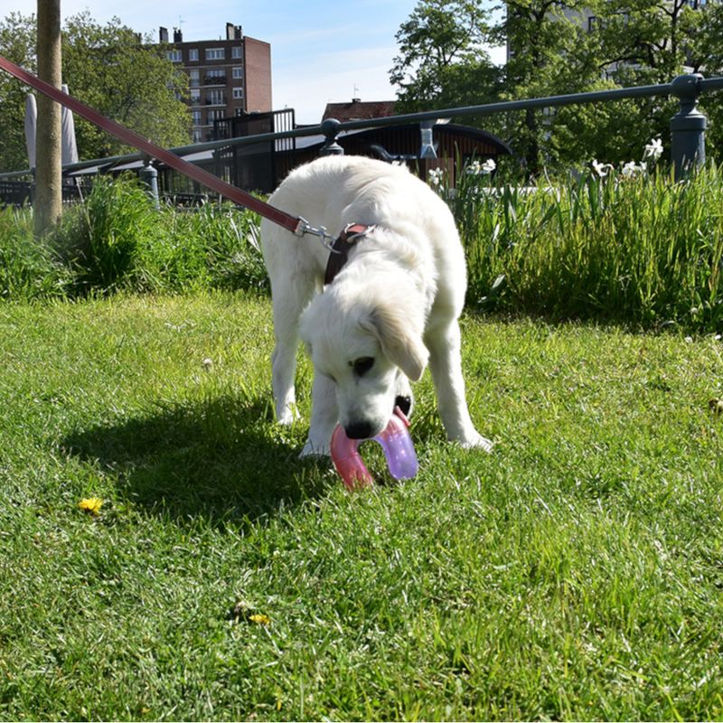 Bobby Hundespielzeug Pont