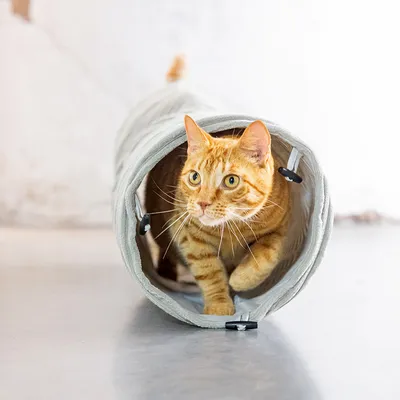Designed by Lotte Tunnel per gatti