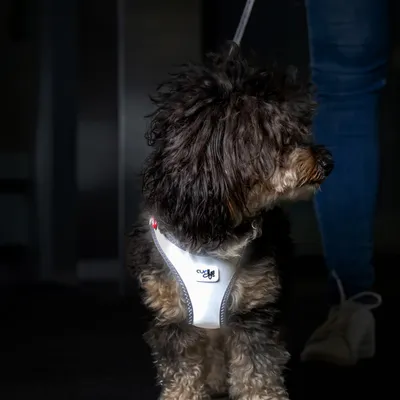 Arnés Curli Glow Clasp Vest, gris