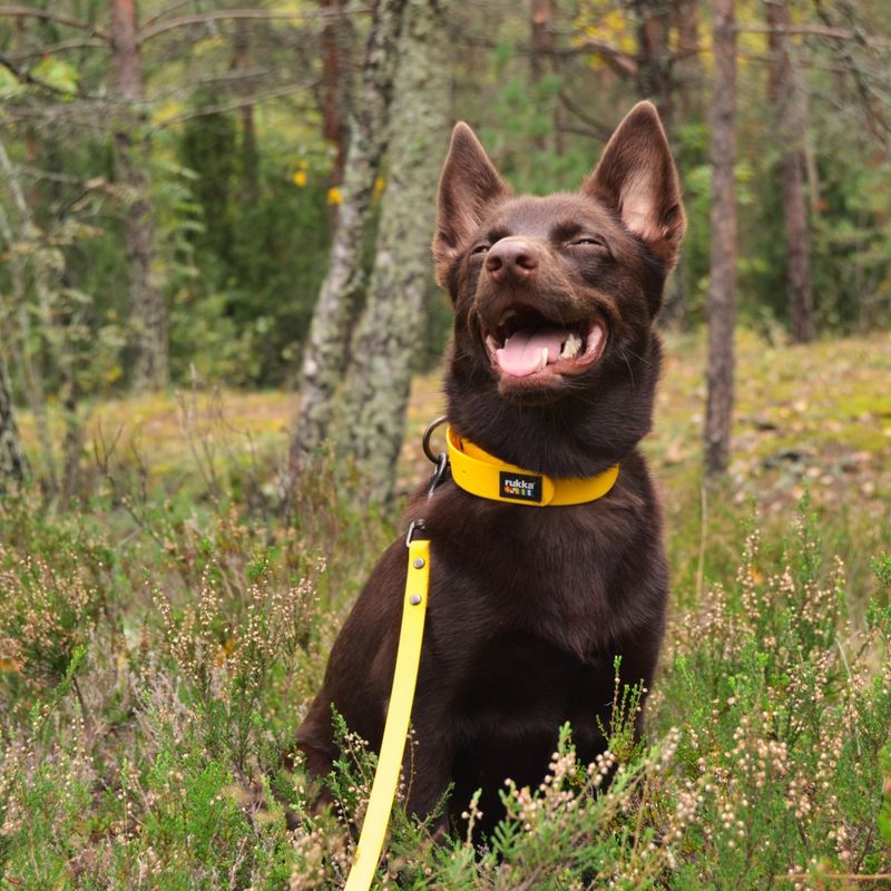 Rukka Biodipro Laisse pour chien , jaune