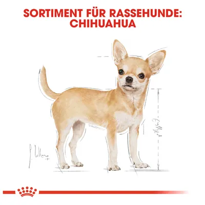 Sortiment für Rassehunde: Chihuahua. Illustration eines Chihuahuas mit Massangaben.