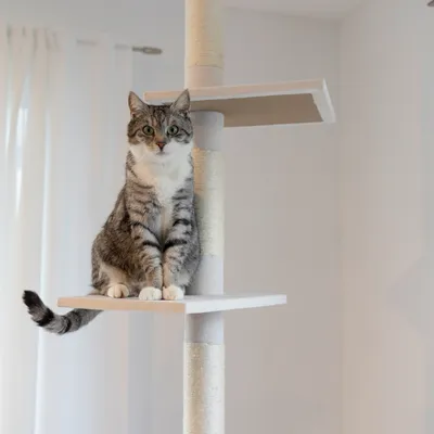 Kerbl Pet Arbre à chat Ferdi, blanc