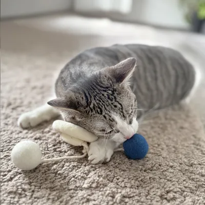 Aumüller Jouet pour chat Loopy Spiral - 1 jouet Aumüller Jouet pour chat Loopy Spiral - 1 jouet