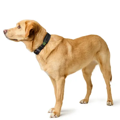 HUNTER Zgardă Havana, negru