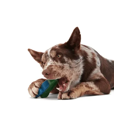 Bark hundleksak Crocness Monster
