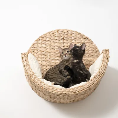 Circuito para gatos Modern Living Manarola, beige - Cama de pared Manarola Circuito para gatos Modern Living Manarola, beige - Cama de pared Manarola