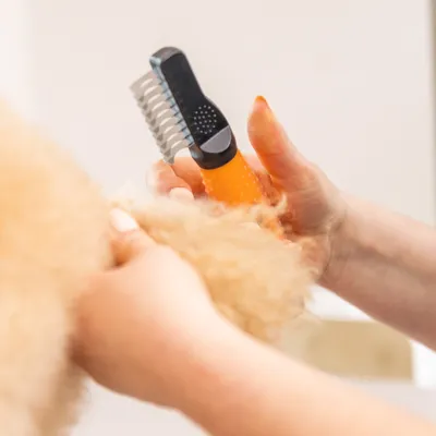 Hand houdt een oranje vachtkam met metalen tanden en kamt krullige vacht. Hand houdt een oranje vachtkam met metalen tanden en kamt krullige vacht.
