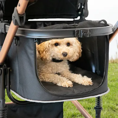 Hund sitzt in einem schwarzen Haustierwagen mit Netzfenster und gepolstertem Innenraum.