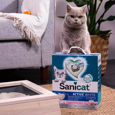 Litière pour chat Sanicat Active White 6 L, contrôle des odeurs à l’oxygène, parfum fleur de lotus, boîte avec poignée. Bac à litière en bois visible au premier plan.