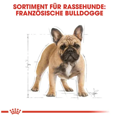 Sortiment für Rassehunde: Französische Bulldogge. Illustration eines Hundes mit anatomischen Skizzen.