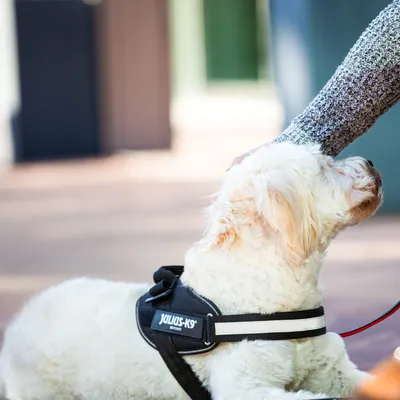 Hund med sort sele med teksten 'Julius-K9 Power' og hvid refleksstribe. Selen er spændt om kroppen, og hunden bliver klappet af en person.