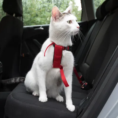 Bílá kočka s červeným bezpečnostním postrojem sedí na autosedačce. Postroj je připevněn k bezpečnostnímu pásu.