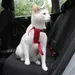 Trixie Cat Car Harness