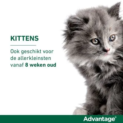Advantage® 40 voor Katten tot 4 kg