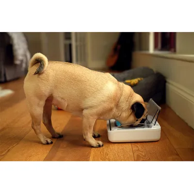 Small dog eating from an automatic feeder with a transparent lid, demonstrating product use in a home setting.