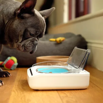 Französische Bulldogge betrachtet einen automatischen Futterspender mit transparentem Deckel und blauem Innenbereich. Spielzeug und Hundebett im Hintergrund.
