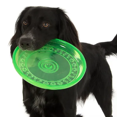 Sort hund holder grøn frisbee med pote- og benmønster i munden. Produkt til underholdning af kæledyr.