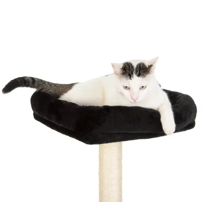 Arbre à chat avec panier noir en tissu, poteau recouvert de sisal, chat blanc et gris allongé dans le panier. Aucun texte ou marque visible.