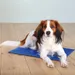 Trixie Tapis rafraîchissant pour chien et chat