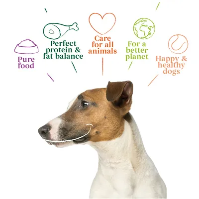 Pure food, perfect protein and fat balance, care for all animals, for a better planet, happy and healthy dogs. Text with icons above a dog’s head.