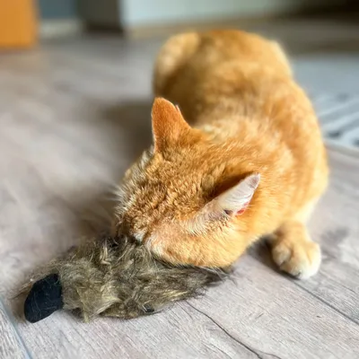 Red cat playing with a brown fur toy on a wooden floor.