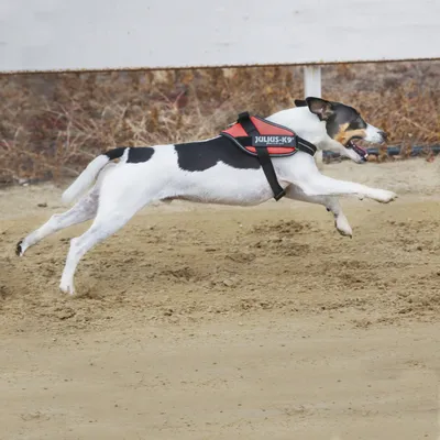 Koira juoksee ulkona yllään punainen JULIUS-K9-valjas, mustat ja valkoiset merkit selässä. Valjaassa näkyy tuotemerkki JULIUS-K9.