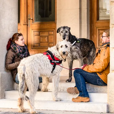 Zwei grosse Hunde mit Julius-K9-Geschirren sitzen auf einer Treppe neben zwei Personen. Hundegeschirr sichtbar mit rotem und schwarzem Design.