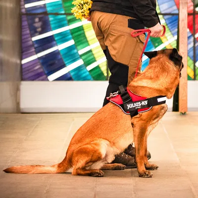 Hund mit rotem Julius-K9-Geschirr sitzt neben einer Person, die eine rote Leine hält.