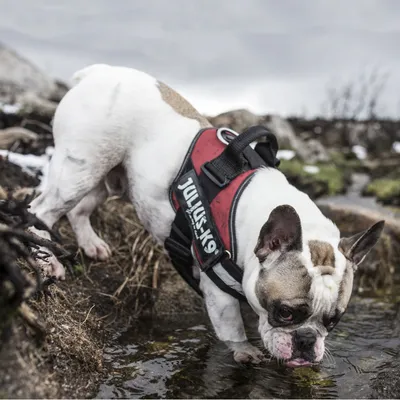 Ranskanbulldoggi ulkona, päällään punaiset JULIUS-K9 -valjaat, juo vettä purosta. Valjaissa näkyy merkki JULIUS-K9 selvästi.