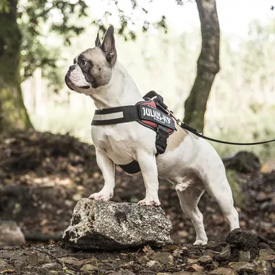 Koira ulkona valjaissa, joissa näkyy JULIUS-K9-merkki. Valjaat kiinnitetty talutushihnaan. Koira seisoo kivellä metsäisessä ympäristössä.