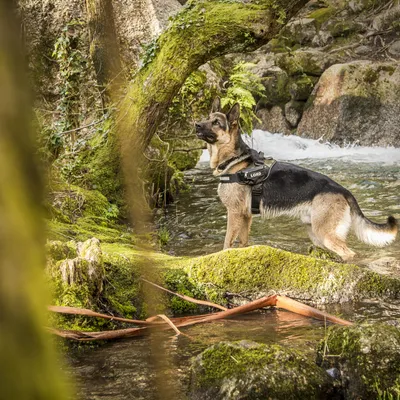 Cane pastore tedesco con pettorina nera, visibile la scritta 'LORD', in piedi su rocce muschiose vicino a un ruscello all'aperto.
