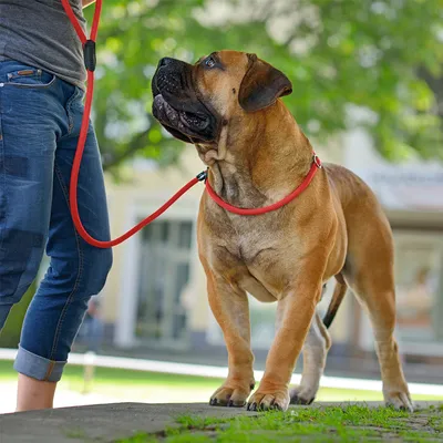 Hund an roter Leine, geführt von Person in Jeans. Produkt zeigt Anwendung einer Hundeleine im Aussenbereich.