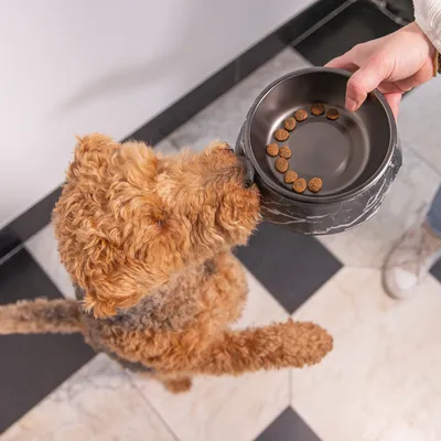 Hund nimmt Futter aus einem schwarzen Napf mit Marmormuster, der von einer Hand gehalten wird. Einige Kroketten sind im Napf sichtbar.