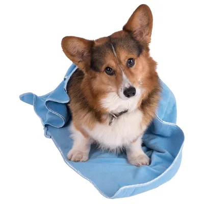 Hund in blauem Handtuch eingewickelt, zeigt Produktanwendung für Haustierpflege.