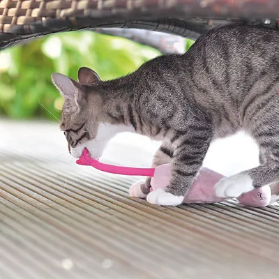 Graue Katze spielt mit einem rosa Stoffspielzeug auf einer Holzterrasse.