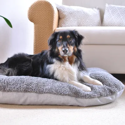Graues, flauschiges Haustierbett auf Teppichboden vor einem Sofa. Geeignet für Komfort und Entspannung.