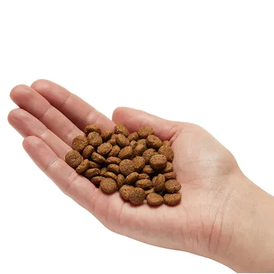 Mano con una porción de croquetas de pienso seco marrón, muestra el tamaño y la cantidad del alimento.